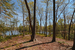 Cove Woods on Quarter's Cove